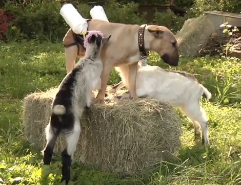goats-bull-terrier-dog-milk
