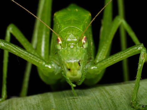 green katydid