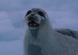 Adult harp seal calling. 
