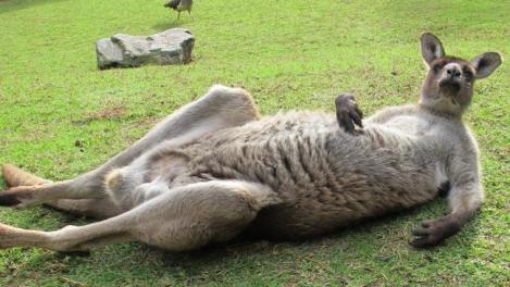 kangaroo ballz2