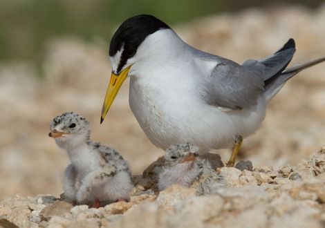Least tern and chick.