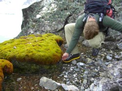 Antarctic Peninsula moss