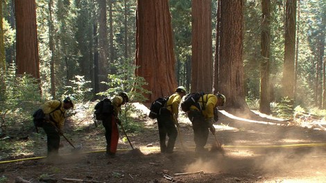 A National Park Service (NPS) fire crew builds a sprinkler system around a grove of sequoias.