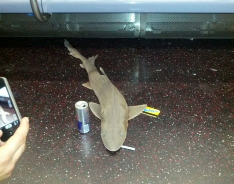 shark_subway