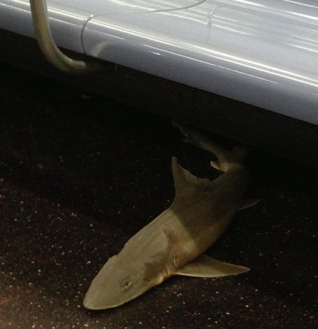 shark_subway_1