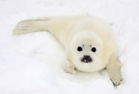 A harp seal pup.