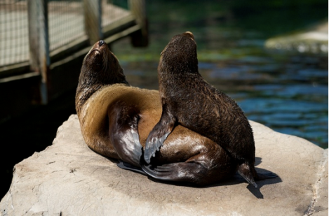 south-african-fur-seals