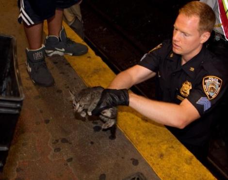 subway_kitten_rescued