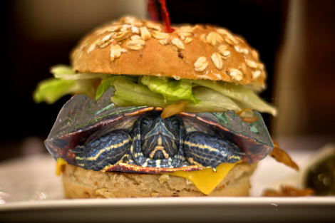 turtle_burger