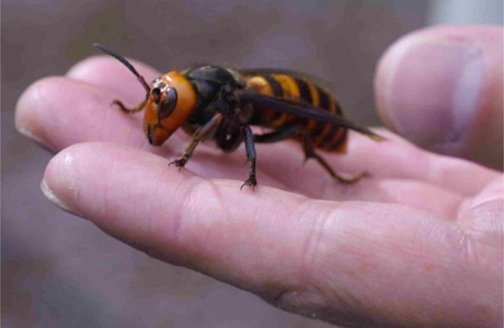 asian-giant-hornet-image