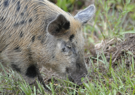 Can someone bring me a Bloody Mary? (Not THE feral pig, but a feral pig.)
