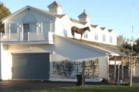 horse-on-roof