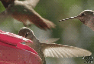 hummingbird-move