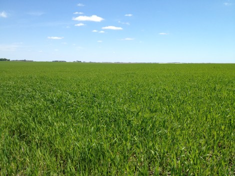 A field on one of Soper's farms growing oats, alfalfa, and clover.