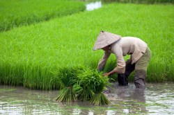 A rice paddy.