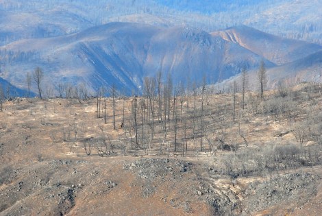 Stanislaus National Forest after the Rim Fire
