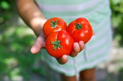 hand tomatoes share