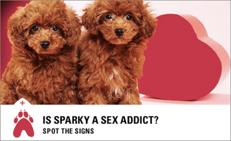 sparky-sex-addict-pet-condom