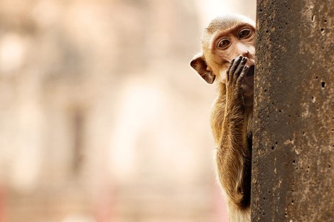 whisper_monkey