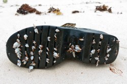 Barnacles on a boot.
