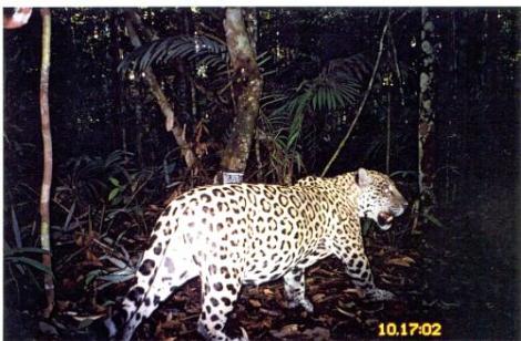 Brazil-camera-trap-jaguar