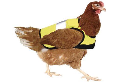chicken-vest