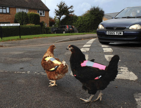 chickens-crossing-road
