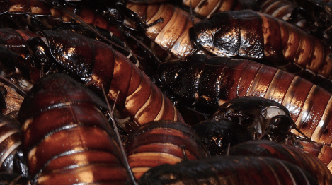 cockroaches-flickr