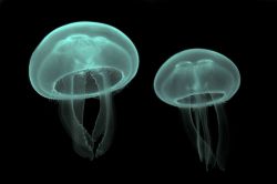 moon-jellyfish