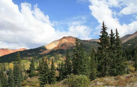 Scientists have found that drought means Engelmann spruce trees (pictured on Red Mountain Pass, Colorado, above) have weaker defenses against spruce beetles, triggering an outbreak in hundreds of thousands of acres in Colorado's forests.