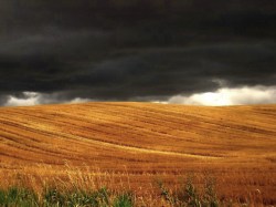 North Idaho wheat field