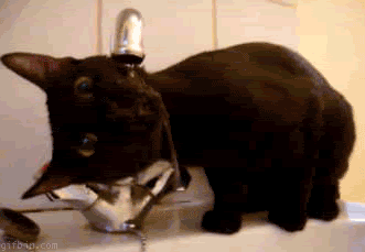 cat-drinking-faucet-water