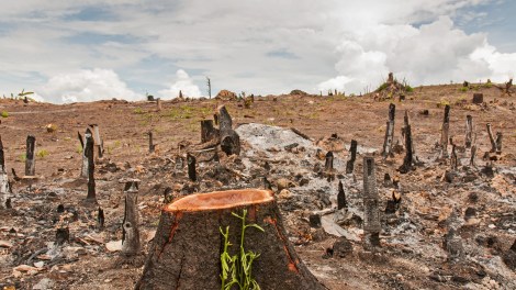 Deforestation in Thailand