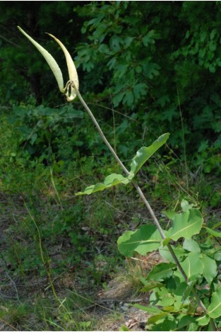 clasping milkweed, Asclepias amplexicaulis, one species of milkweed that monarchs commonly eat in the eastern US