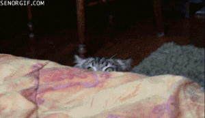 paranoid-cat