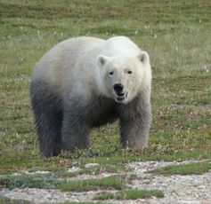 Polar bears living without ice: not a happy bear.