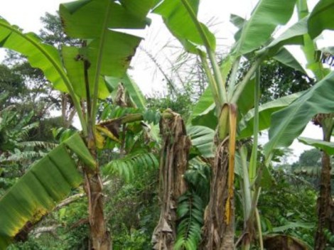 Banana Xanthomonas wilt-infected banana plants in banana farm