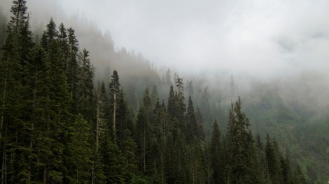 BC forest