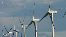 birds and wind turbines