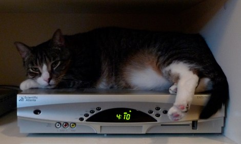 cat on cable box
