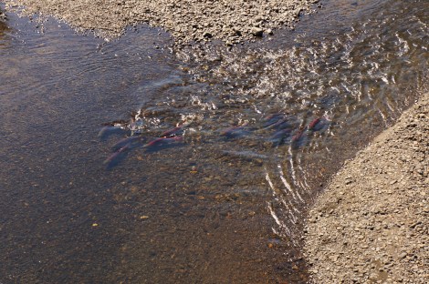 Out of gas, but not swimming in it: Coho salmon running in the Sacred Headwaters, Aug. 2013. Click to embiggen.