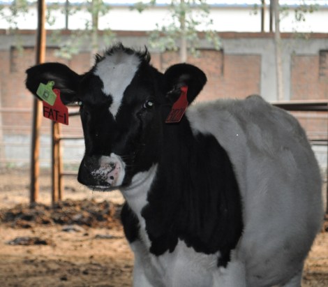 A transgenic cow with the Fat-1 gene to produce omega-3s in its milk