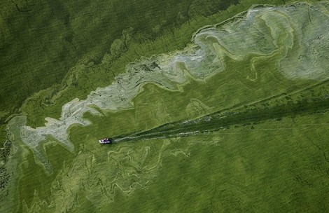Nitrogen-rich fertilizer runoff in Lake Erie