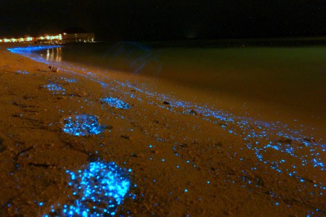 bioluminescent-phytoplankton-2