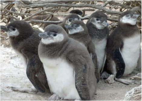 Penguin chicks resting in the shade as their parents search for food. 