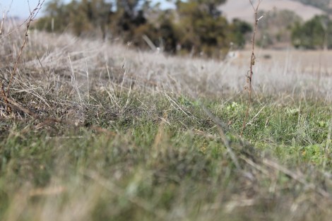 Green shoots in drought-ridden California