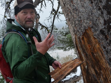 Wally McFarlane shows how the beetles have infested a whitebark pine tree on Packsaddle Peak.