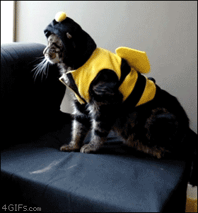 cat-in-bee-costume