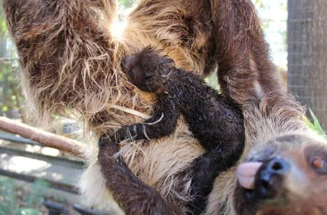 newborn_sloth