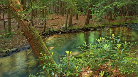 A Pennsylvania state forest